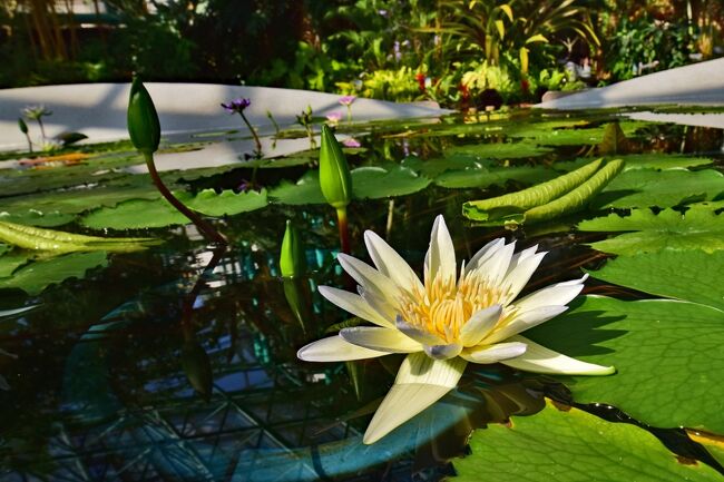 草津市立水生植物公園・みずの森＆雪模様の三島池』草津（滋賀）(滋賀