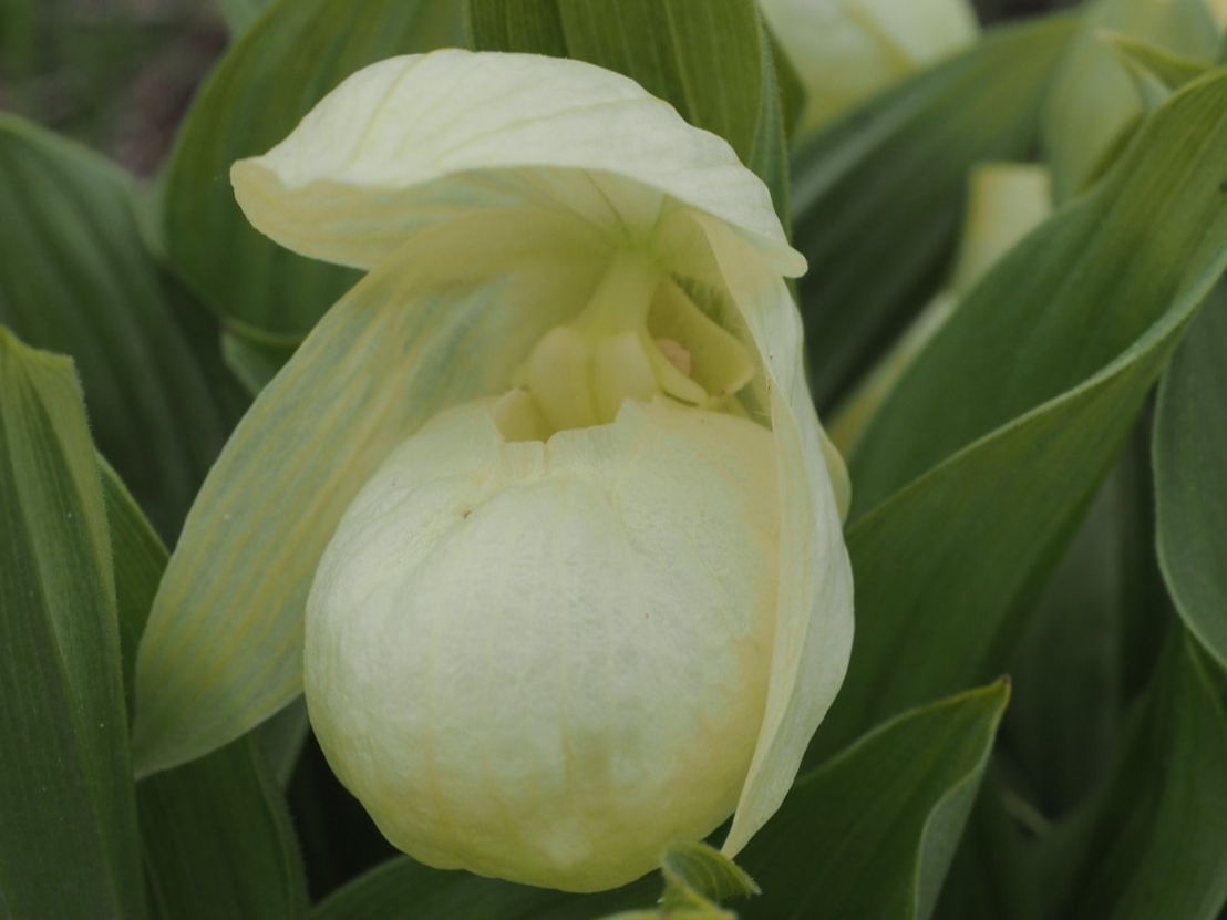 5月6月限定、アツモリソウ群生地ガイドコース（混乗）/礼文ガイド