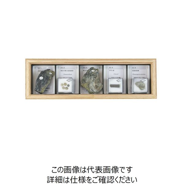 ナリカ 示相化石標本 FFー5R 5種 L55-3709 1セット（直送品） - アスクル