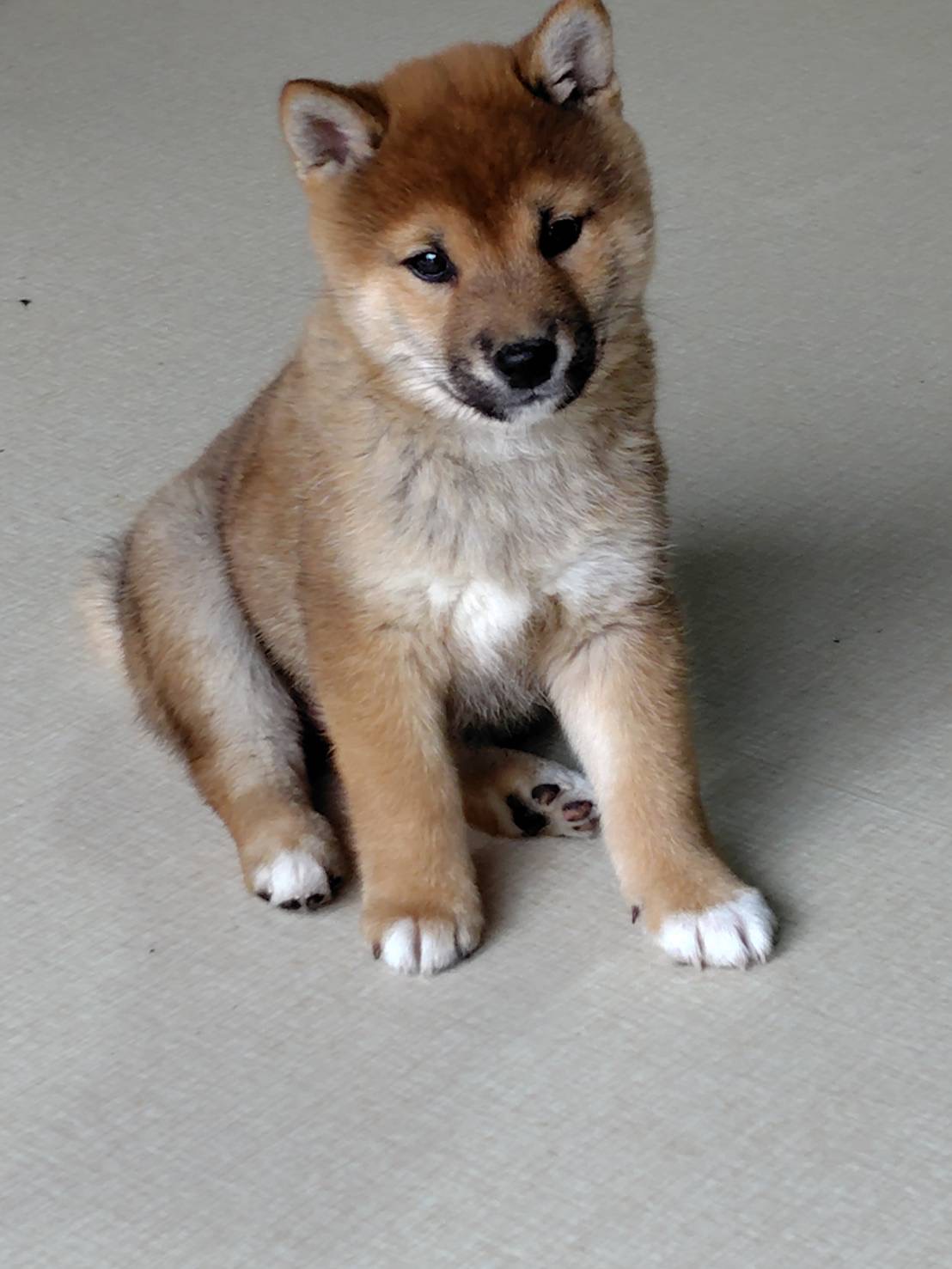 子犬紹介 ☆諸費用含めた値段表示です☆ - 柴犬専門犬舎 瑞蓮荘