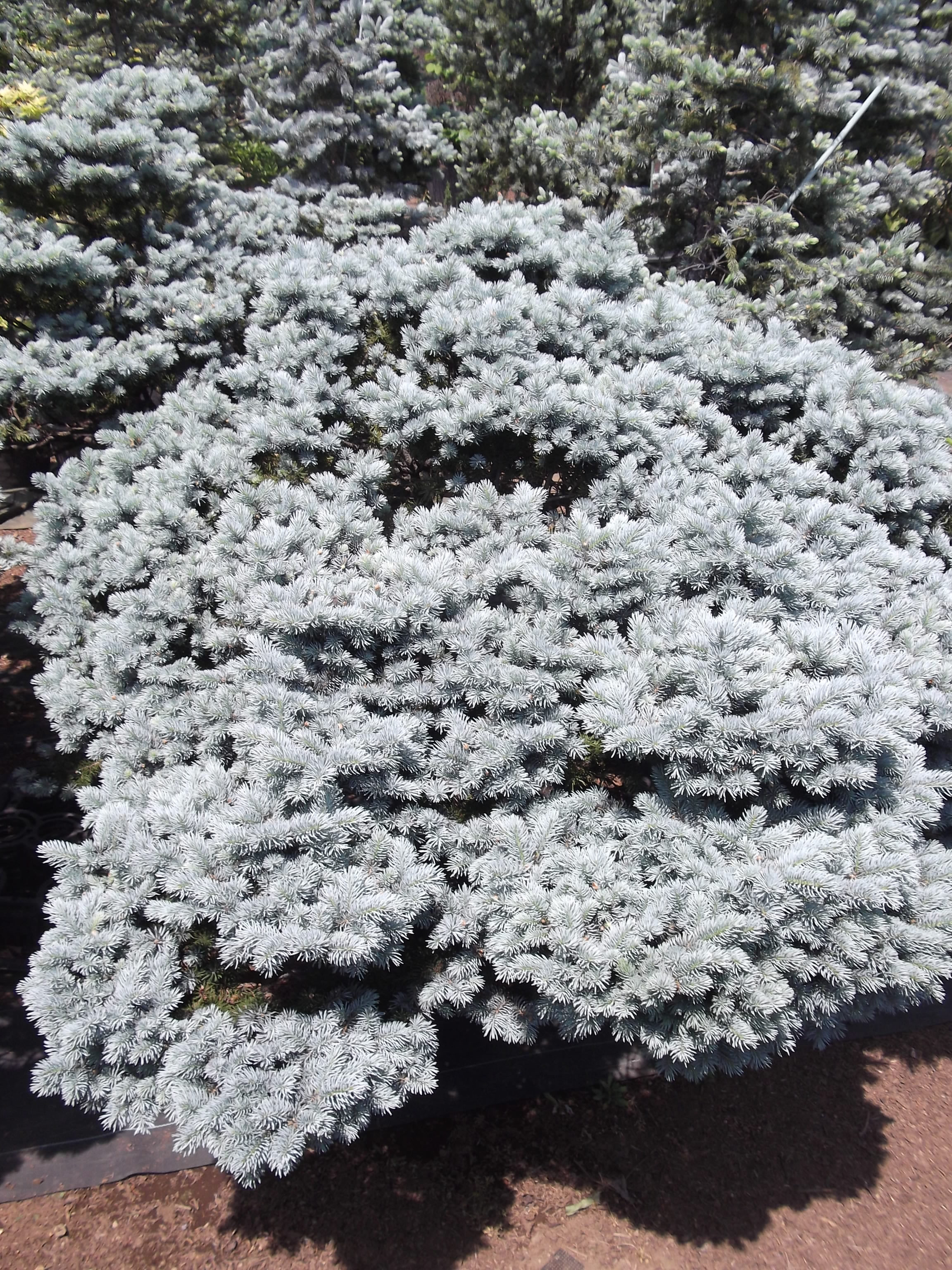 プンゲンストウヒ ポプシー スーパブルー グロボーサ を中心に販売し