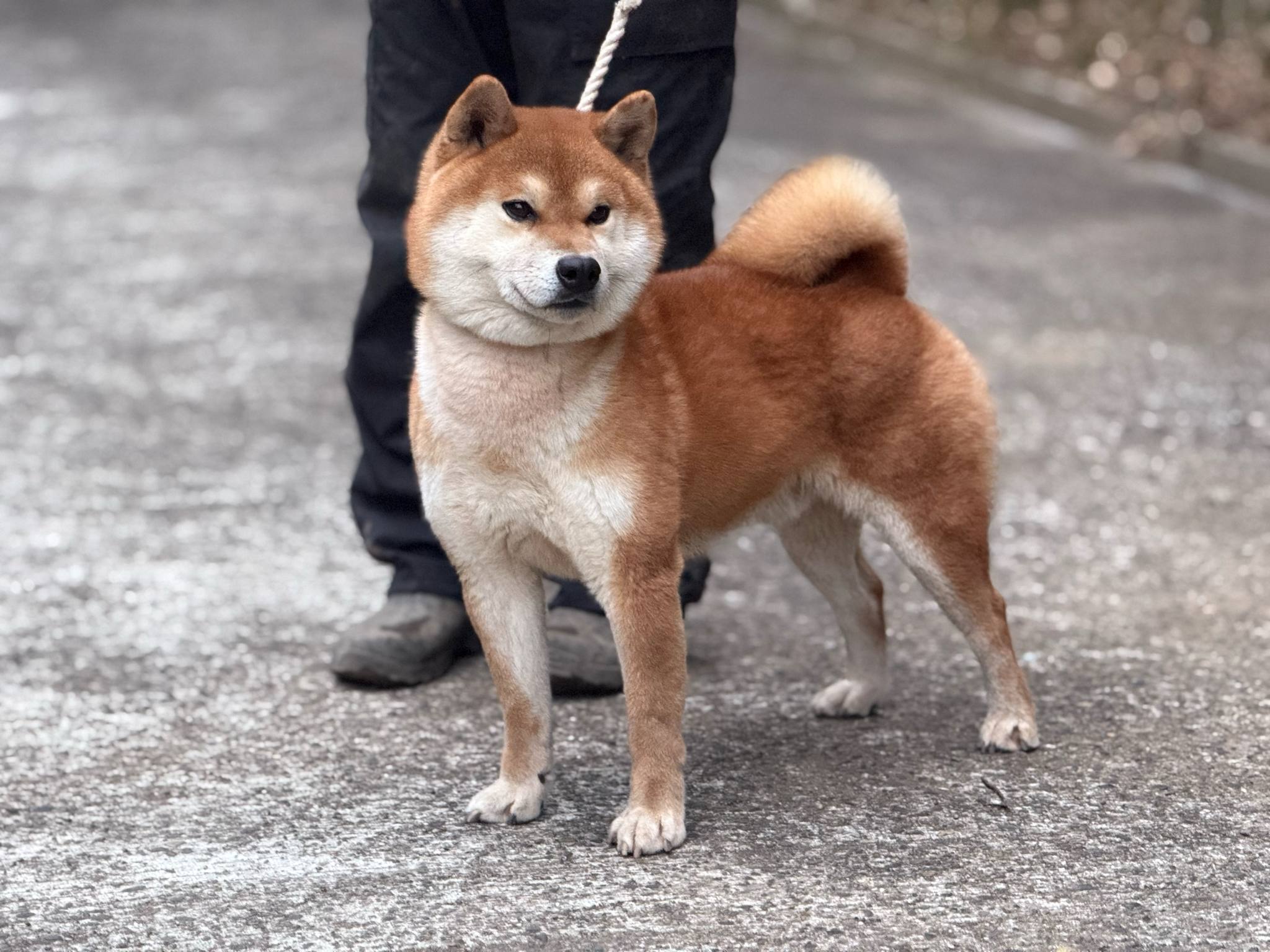広瀬の青龍号 遠州広瀬荘 - 柴犬＆豆柴ブリーダー 遠州広瀬荘千葉県