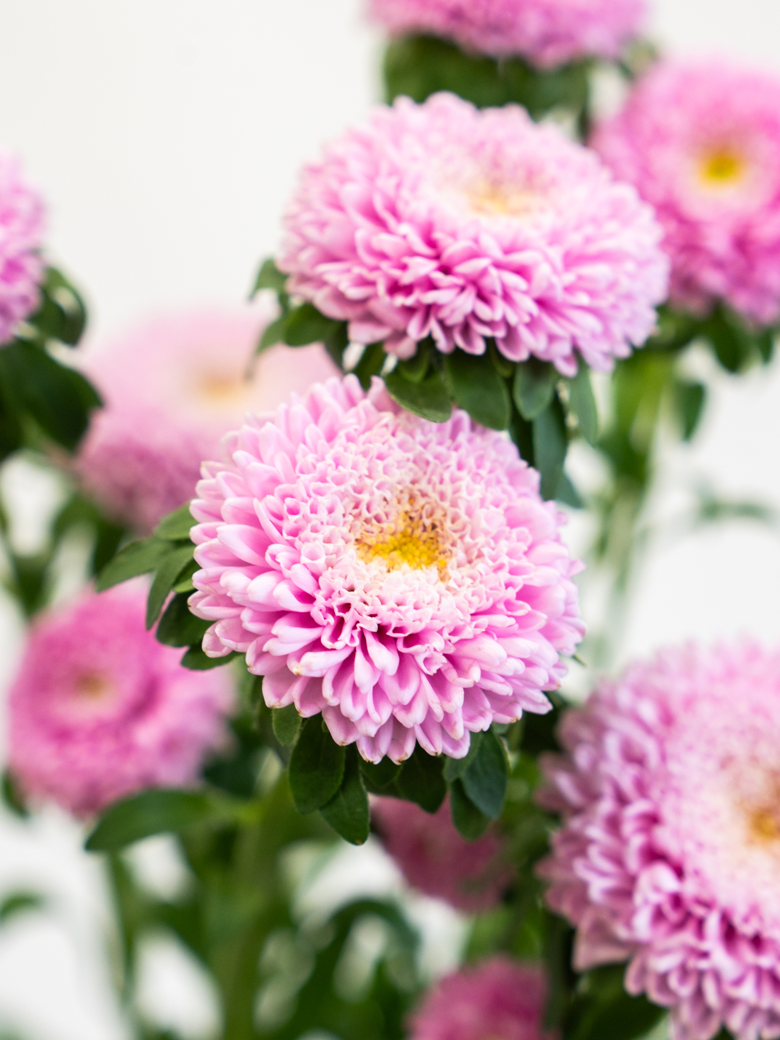 アスター（ピンク）マカロンピンク｜花の仕入れを簡単に。花材の卸通販