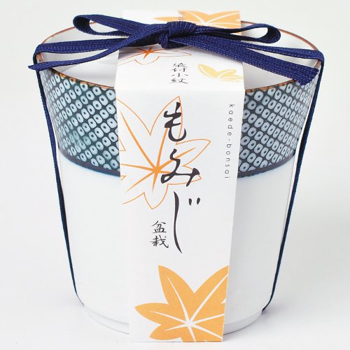 聖新陶芸 染付小紋盆栽栽培セット GD452−03 もみじ｜【ハンズネット