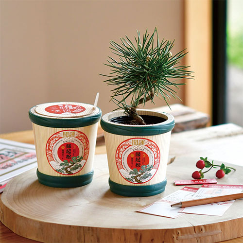 聖新陶芸 縁起松栽培セット おみくじ付き GD1023｜【ハンズネットストア】