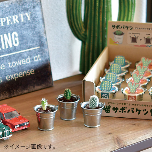 聖新陶芸 サボバケツ栽培キット GD1034－2 柱サボテン｜【ハンズネット
