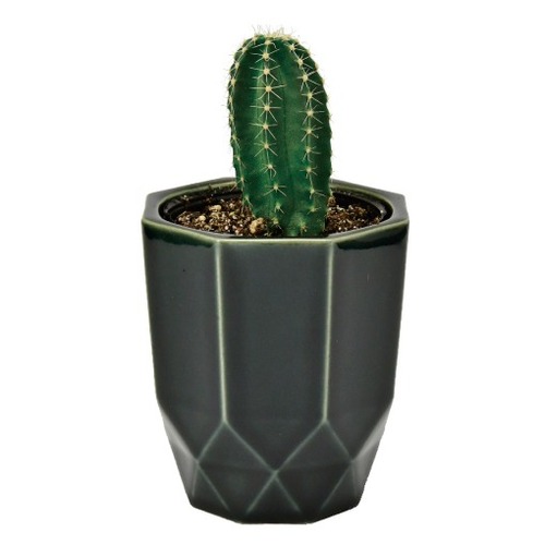 聖新陶芸 HACHIKAKU CACTUS GD1057-2 黒/柱サボテン｜【ハンズネット