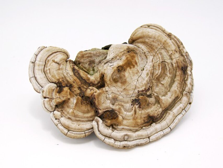 猿の腰掛け(乾燥) 猿の腰掛け(乾燥) サルノコシカケ | iichi 日々の