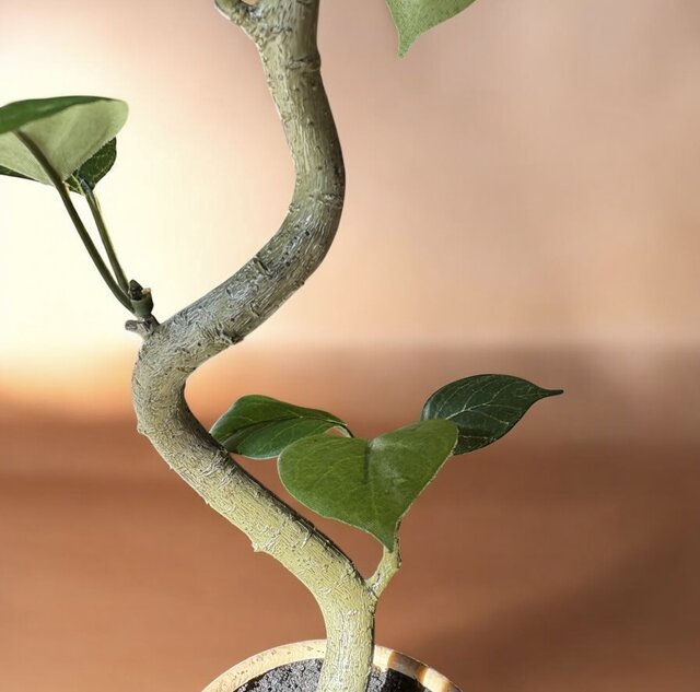 光触媒 人工観葉植物 ウォールグリーン フェイクグリーン ガジュマル