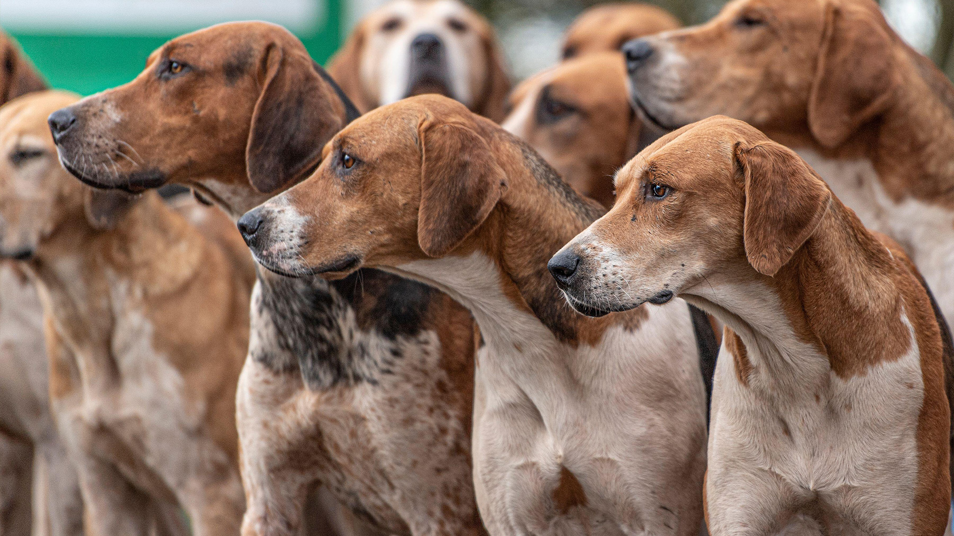Hound dog breeds: 19 varieties and breed information | PetsRadar