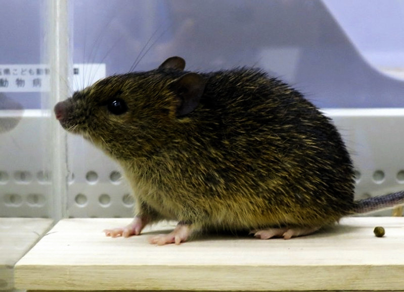 アマミトゲネズミ：固有種の絶滅防げ 人工繁殖計画 | 毎日新聞