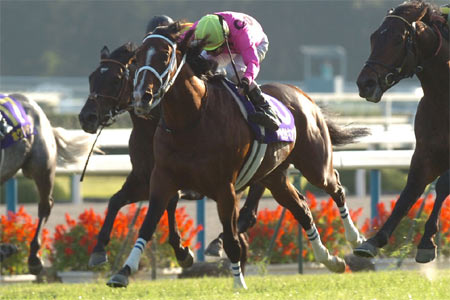 菊花賞馬アサクサキングスが引退、種牡馬入り | 競馬ニュース - netkeiba