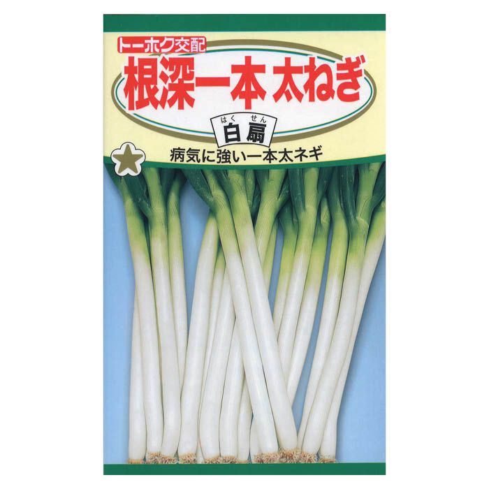 トーホク ネギ 根深一本太ねぎ白扇 ＜葉野菜の種＞の通販｜ネギ・ニラ