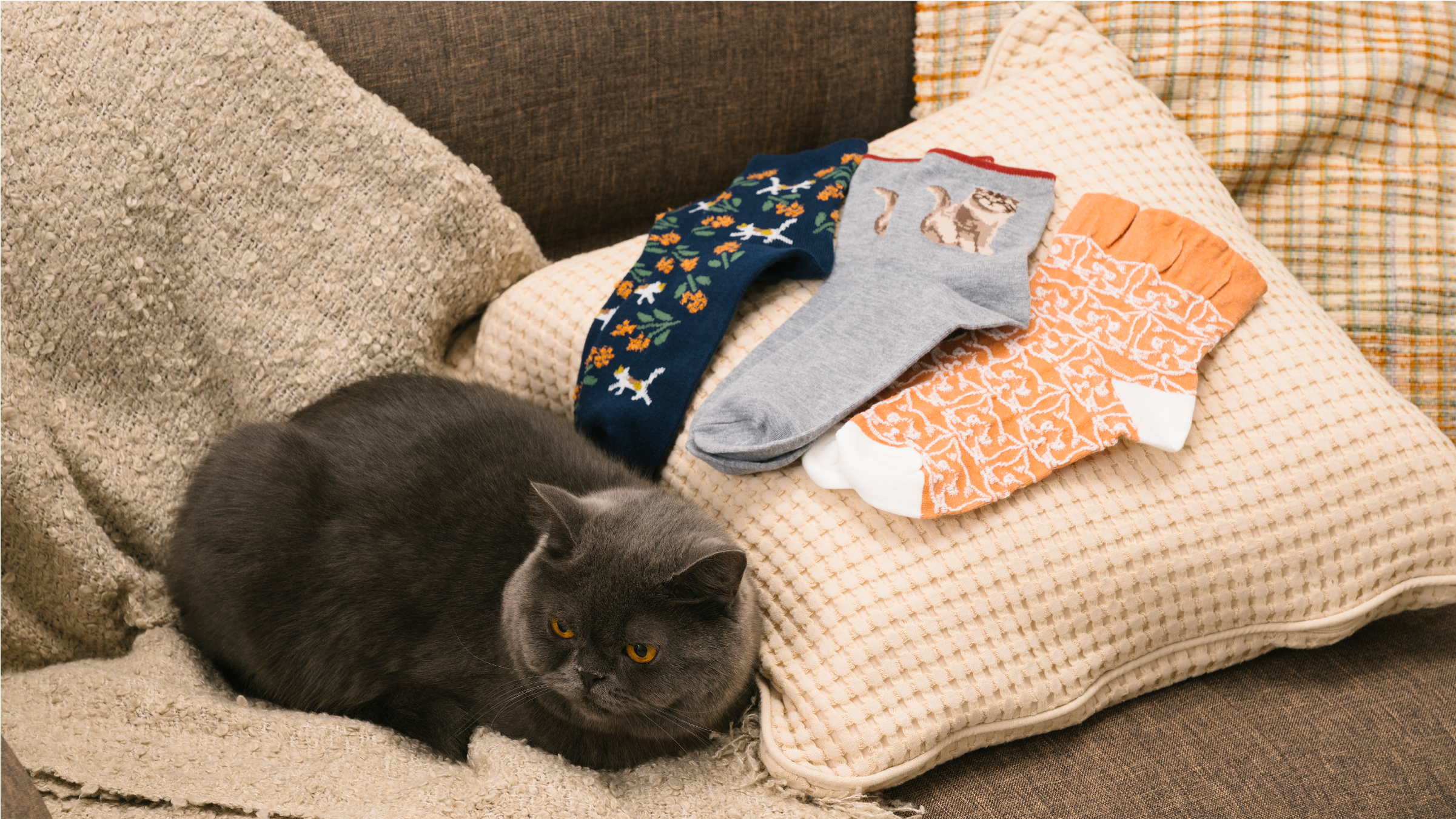 猫専門店 神保町にゃんこ堂【24秋冬コレクション】｜SUKENO-ONLINE