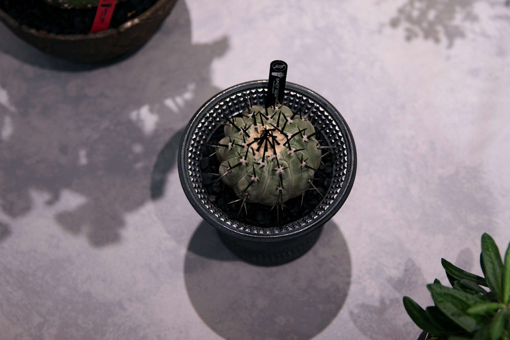 spicy gem feat. 鶴仙園 POP UP STORE at FIGURE HANARE | FIGURE