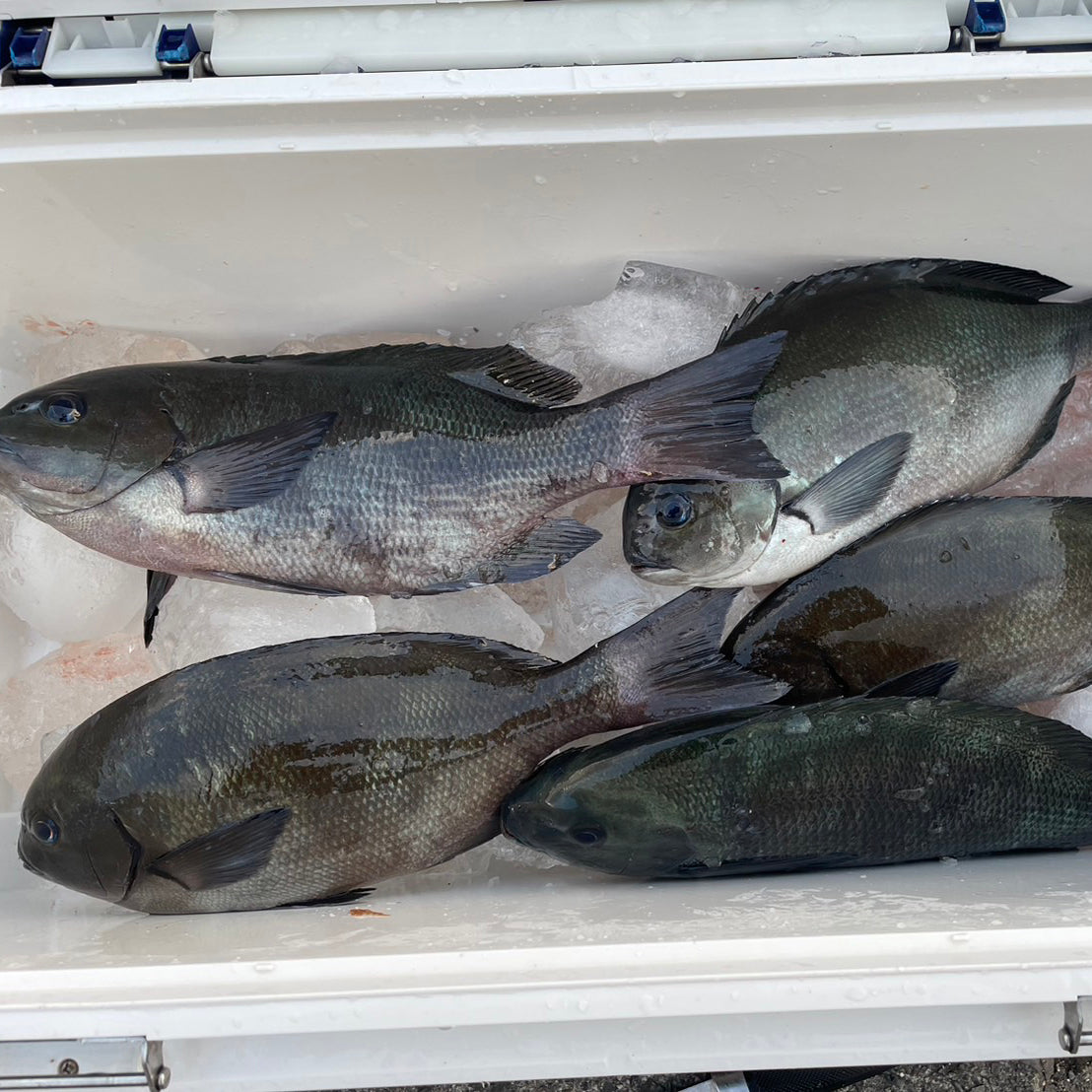 大隅半島、船間、ハチガセでクロ釣り！ 酒匂 – 釣りエサの総合メーカー