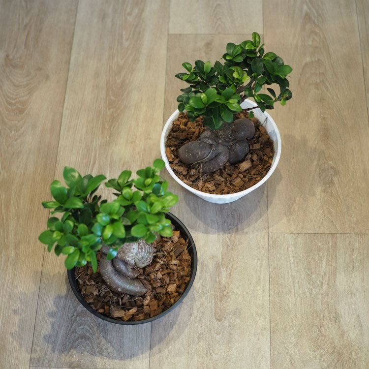 現品発送 幹太 ガジュマル 浅型鉢 – 鉢人