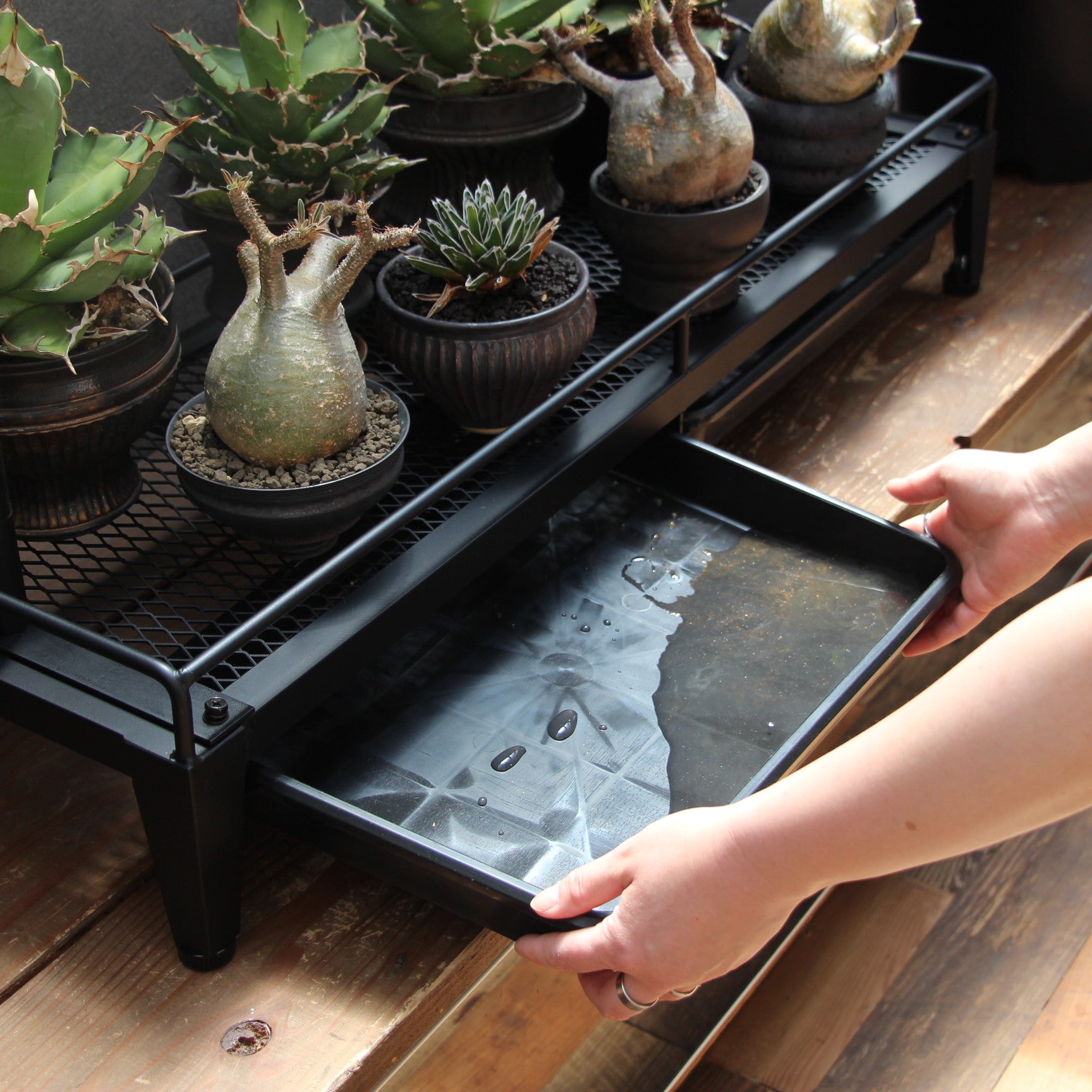 水受けトレー付き1段植物棚(W1250×D400×H130mm)スターターセット