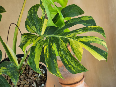 Monstera Deliciosa 