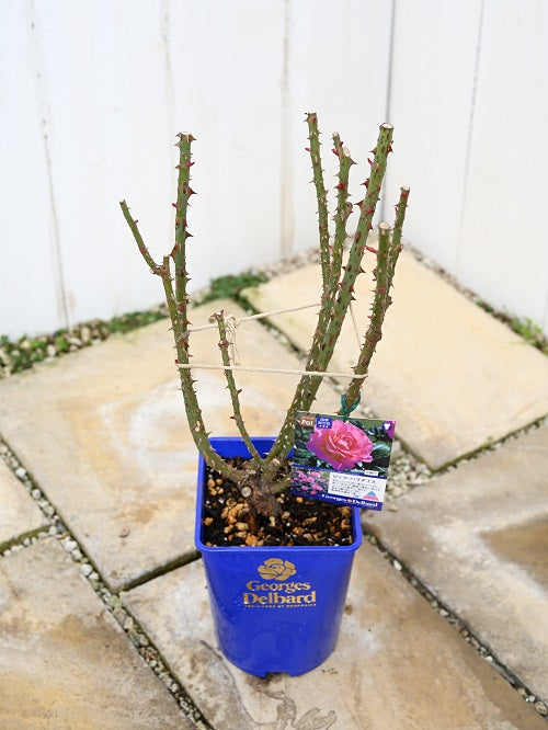 大苗（裸苗）が届いたら 鉢植えの場合 – はなはなショップ