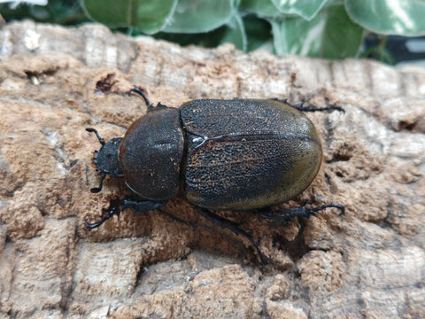 2024.12.23.新入荷!! – クワガタムシ・カブトムシ昆虫専門店COLORS