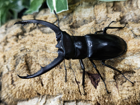 2023.11.30.新入荷!! – クワガタムシ・カブトムシ昆虫専門店COLORS