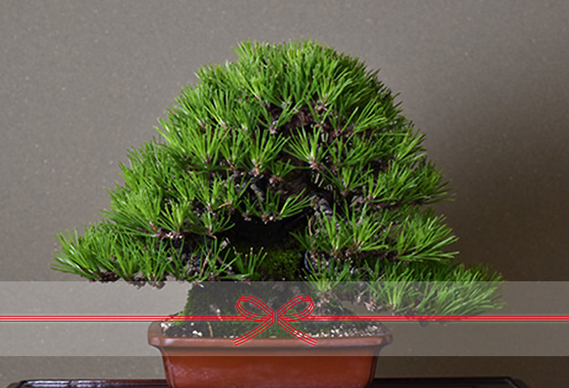 法人様 ビジネスで贈る盆栽 | 盆栽妙 – 盆栽妙 本店