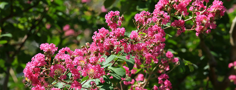 サルスベリ（百日紅）盆栽の販売｜盆栽妙 – 盆栽妙 本店