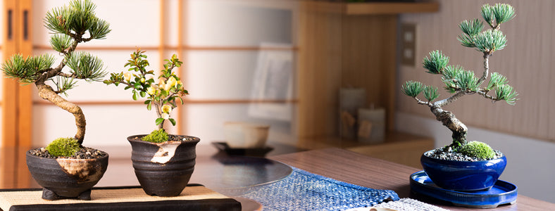 花台の販売｜盆栽妙 – 盆栽妙 本店