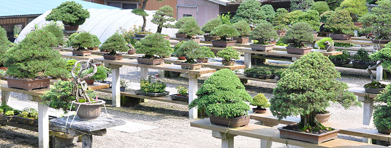 真柏（シンパク）盆栽の販売｜盆栽妙 – 盆栽妙 本店