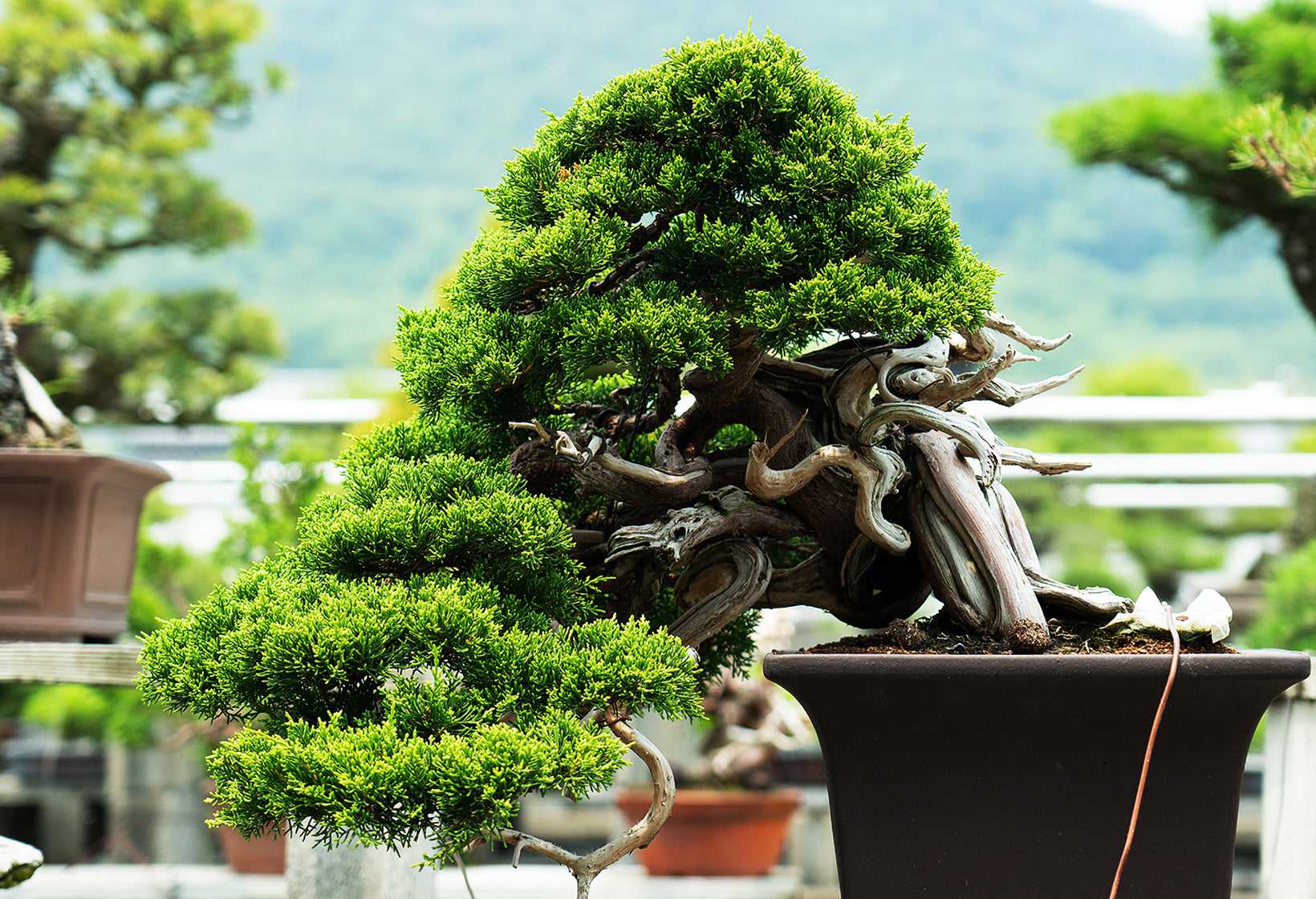 盆栽妙 はじめる盆栽専門店 趣味 ギフト 学びの盆栽総合サイト – 盆栽