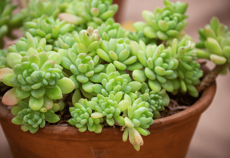 失敗しないセダムの育て方｜肥料や水やり、剪定方法 – 自然暮らし