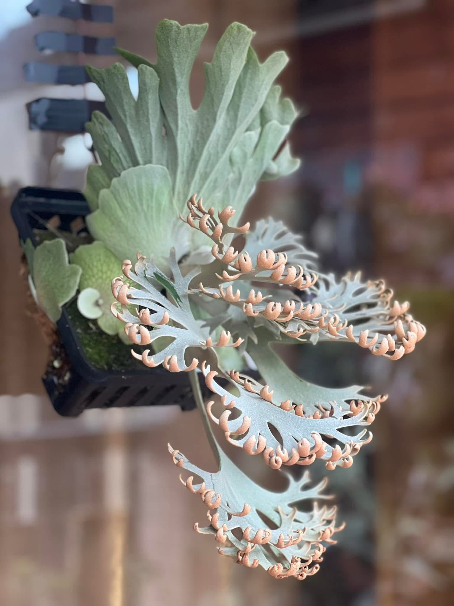 The Crown Jewel: Platycerium Willinckii 