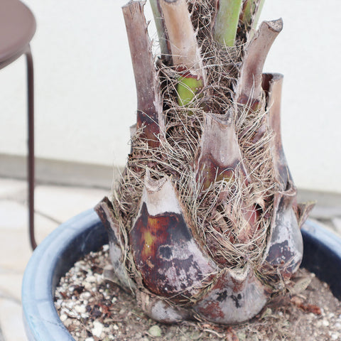 ココスヤシ | 鉢植え、地植えで楽しめる ココスヤシの育て方 – Jewelry