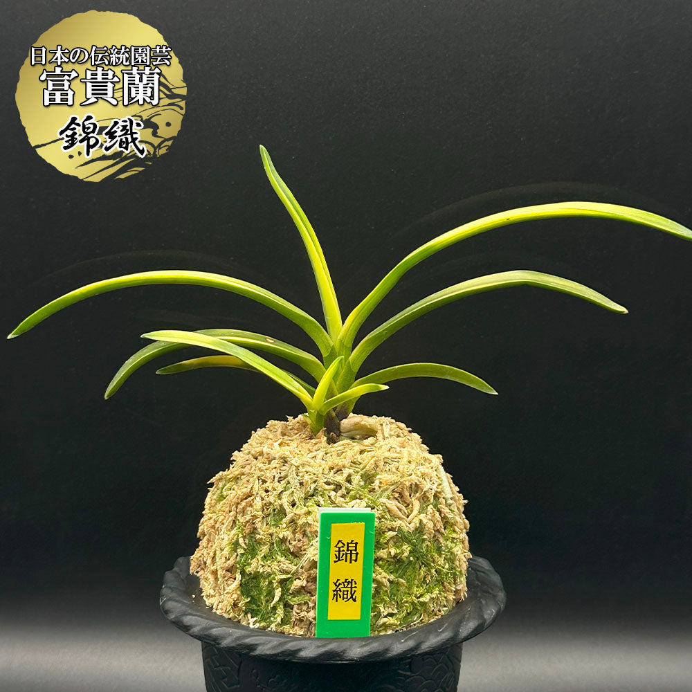 富貴蘭 種類『錦織』 にしきおり【現品】多彩な柄がでるのでこの名前が