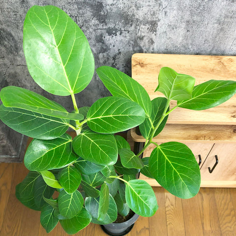 観葉植物「ゴムの木 ベンガレンシス」の育て方ガイド | 花言葉：『永久