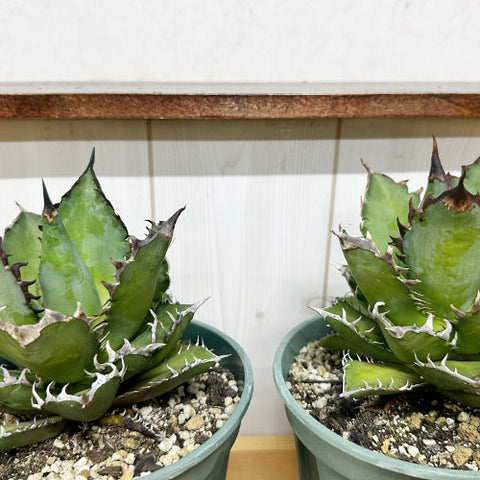 アガベ・チタノタ レッドキャットウィーズル｜育て方・植え替え・水