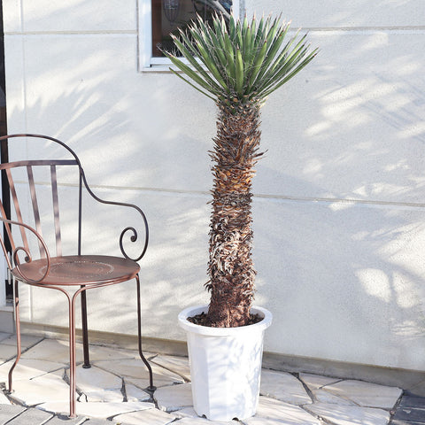 観葉植物「ユッカ フィリフェラ」の育て方ガイド | 花言葉：『勇壮