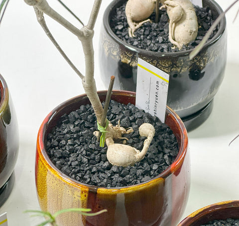 個性的な姿が映える！ユーフォルビア・ヘディオトイデスの育て方と注意