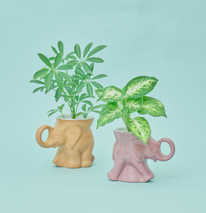 Vintage Pot - Select by PART OF NATURE - 発売のお知らせ – &Green