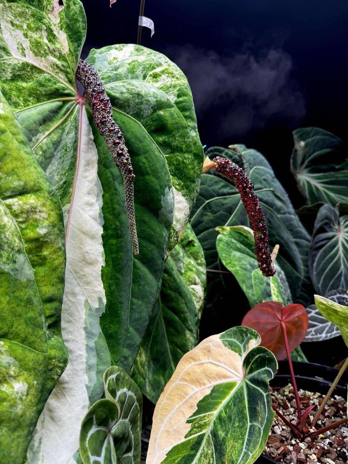 アンスリウム (papi×cry var)× michelle 斑入り 限定1株】アンスリウム