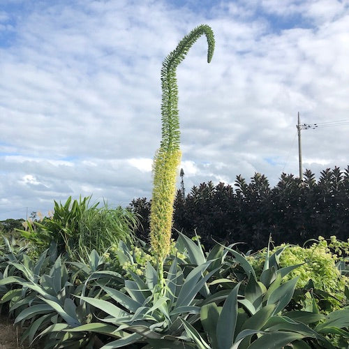 アガベ・ボーチンブルー | AONOKI【沖縄最大の観葉植物生産者】