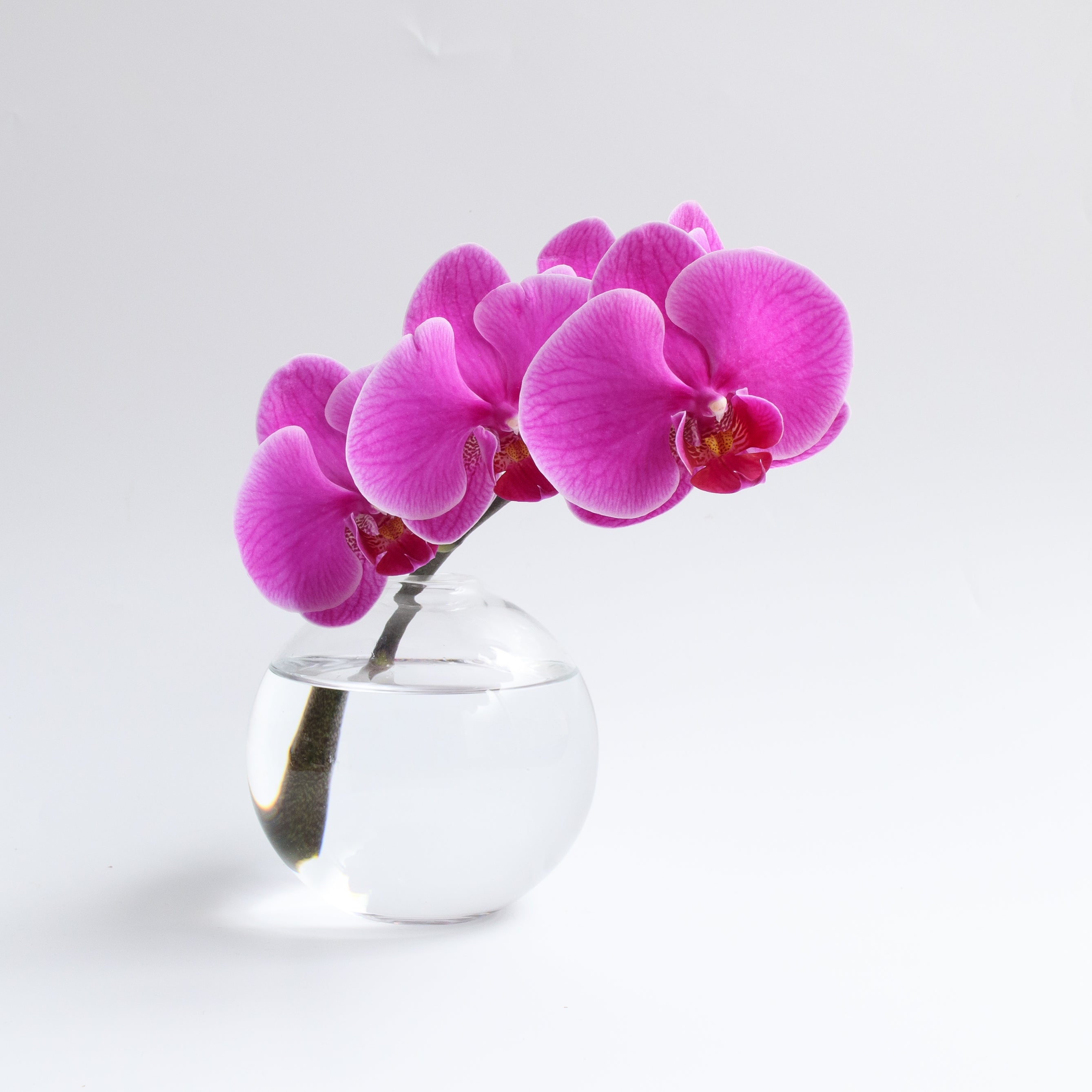 sghr-sss-set-820772.jpg?v=