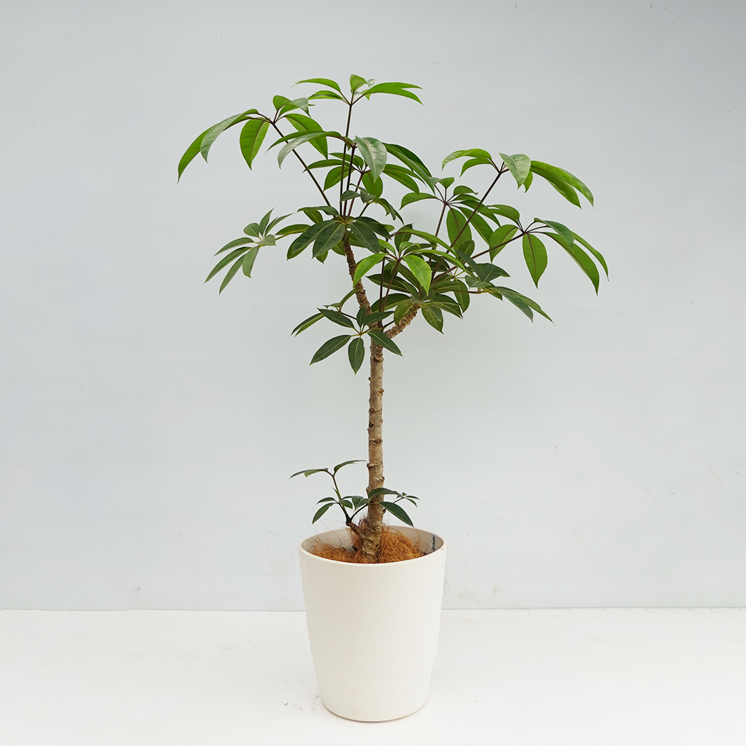 一点物】ツピタンサス 8号 沖縄の観葉植物 高さ約100cm No.521の通販