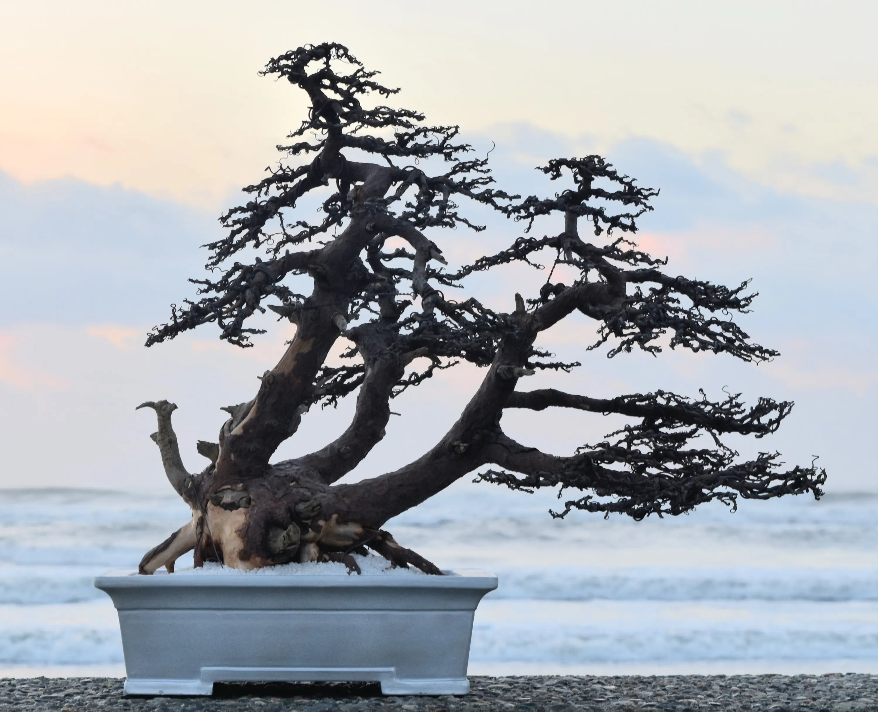 DRY BONSAI®｜ドライ盆栽®の通販 | GreenSnap STORE(グリーンスナップ