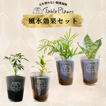 ドラセナの通販 | 観葉植物はGreenSnapSTORE