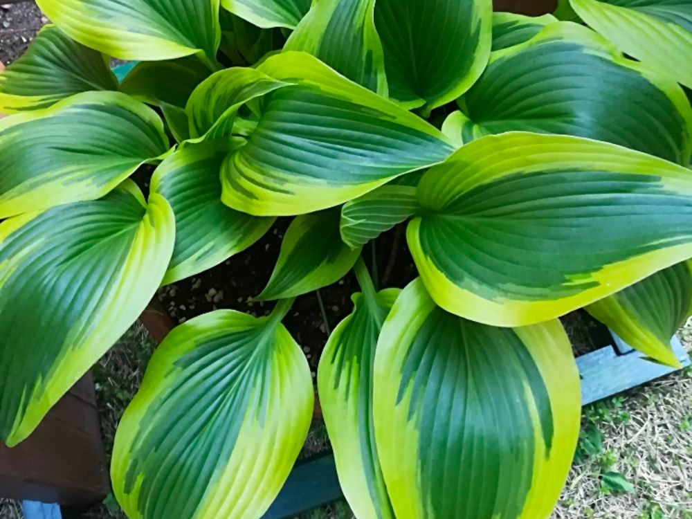 ギボウシの種類一覧｜人気品種は？小型で育てやすいのはどれ？