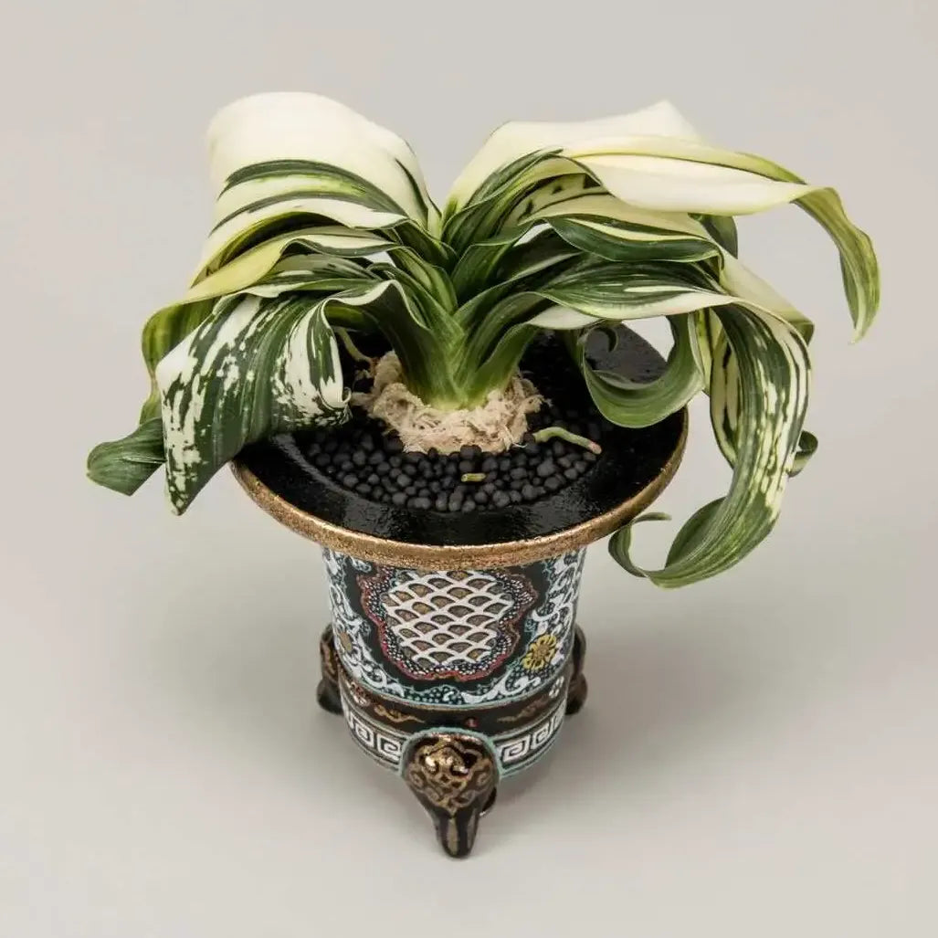 万年青(おもと)専門店｜春光園の通販 | GreenSnap STORE(グリーン