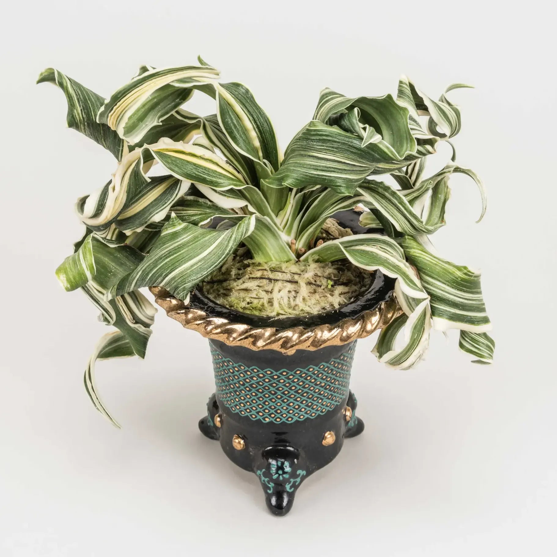 万年青(おもと)専門店｜春光園の通販 | GreenSnap STORE(グリーン