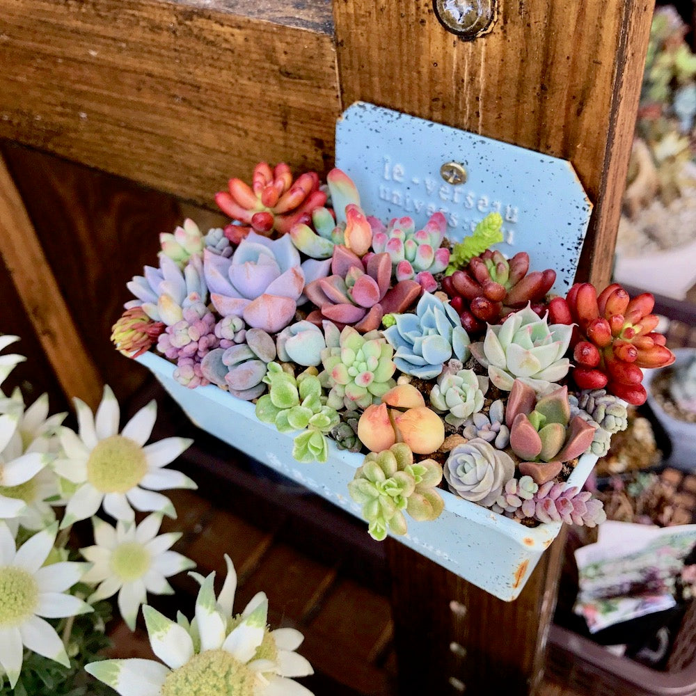 多肉植物 1号 ケース売り プラグ苗 16個入りセット（4×4）の通販